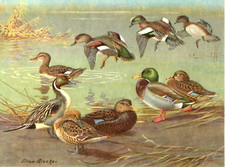 1960 SURFACE FEEDING DUCKS Gadwall Pintail Widgeon Black Bird Portraits in Color
