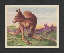 1933 R71 Planters Nut Card - Big Game Hunted Animals Series - #11 Kangaroo