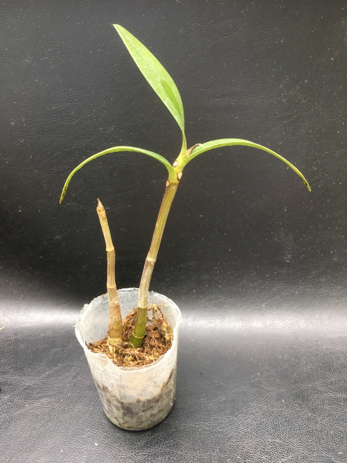 Picture 2 of 2