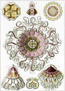 Art Forms In Nature Ernst Haeckel Peromedusae Fine Art Print Ebay