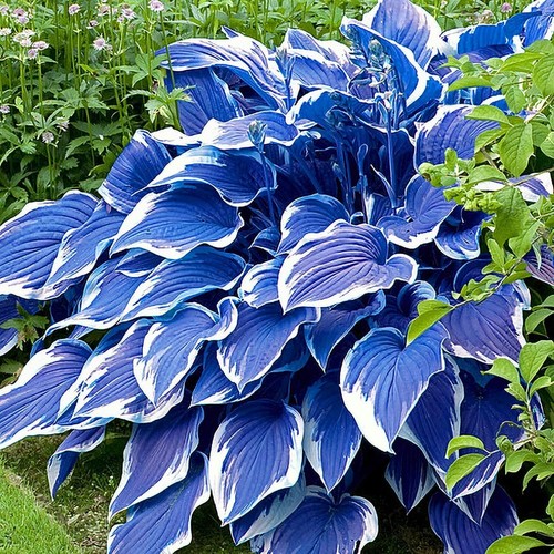1 Pack 100 Blue White Hosta Plant Seeds Hosta Plantaginea Garden Flowers