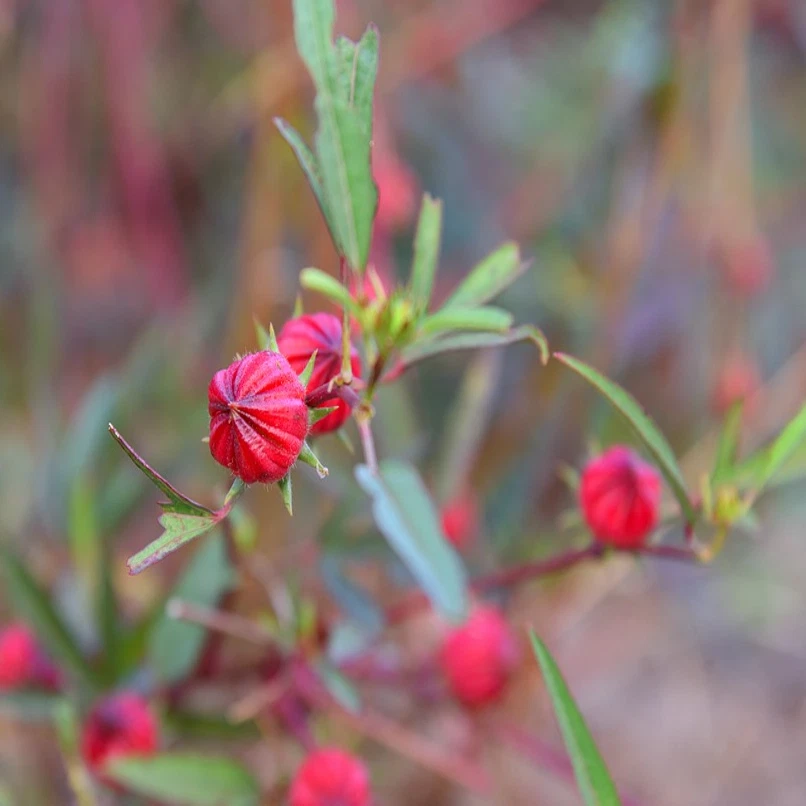 Hibiscus sabdariffa (Giant White/Maple-Leaf Roselle) SEEDS •Garden Flowers RARE - Image 2 of 4