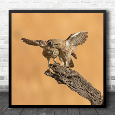 Eulen Vögel Wildtiere umarmen Umarmung Liebe süße Augen Freundschaft quadratischer Wandkunstdruck