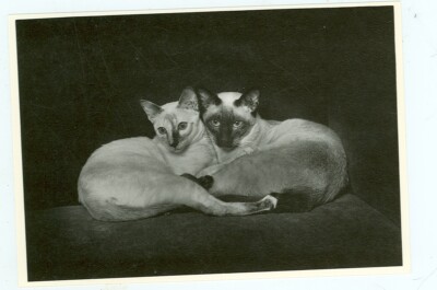CAT-''LOTJE & TOMMIE''-SIAMESE--B/W-4''X6''-1979-(CAT-49*)