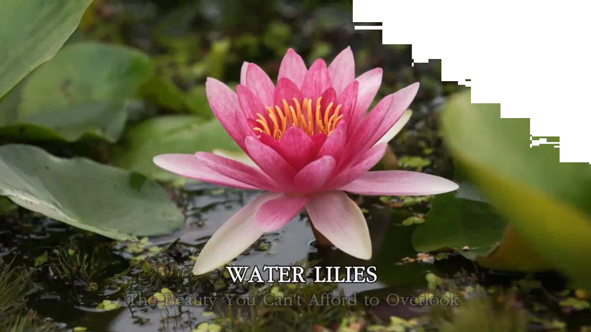 4 Pack Live Hardy Water Lilies Pre-Grown Tuber Rhizome