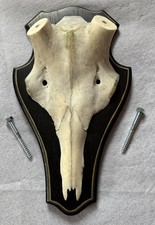 Echter Rothirschschädel auf Trophäenbrett für Abwurfstangen 