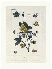 Tea tea plant Camellia sinensis tea shrub family heather-like buffon 443