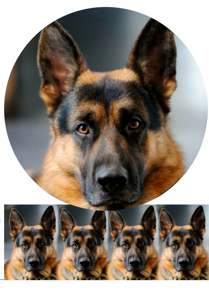 Fondant top german shepherd