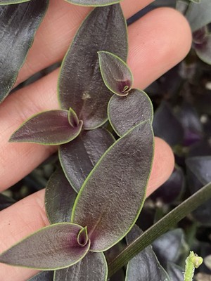 Dark Desire Wandering Dude, Tradescantia Jose Puig, Rare 2 Rooted