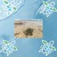 Turtle's Secret Finds