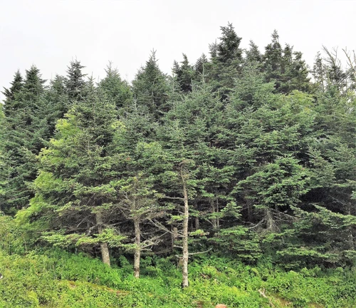 20 FRASER FIR Tree Abies Fraseri Christmas Tree Southern Balsam Fir Native Seeds - Picture 5 of 16