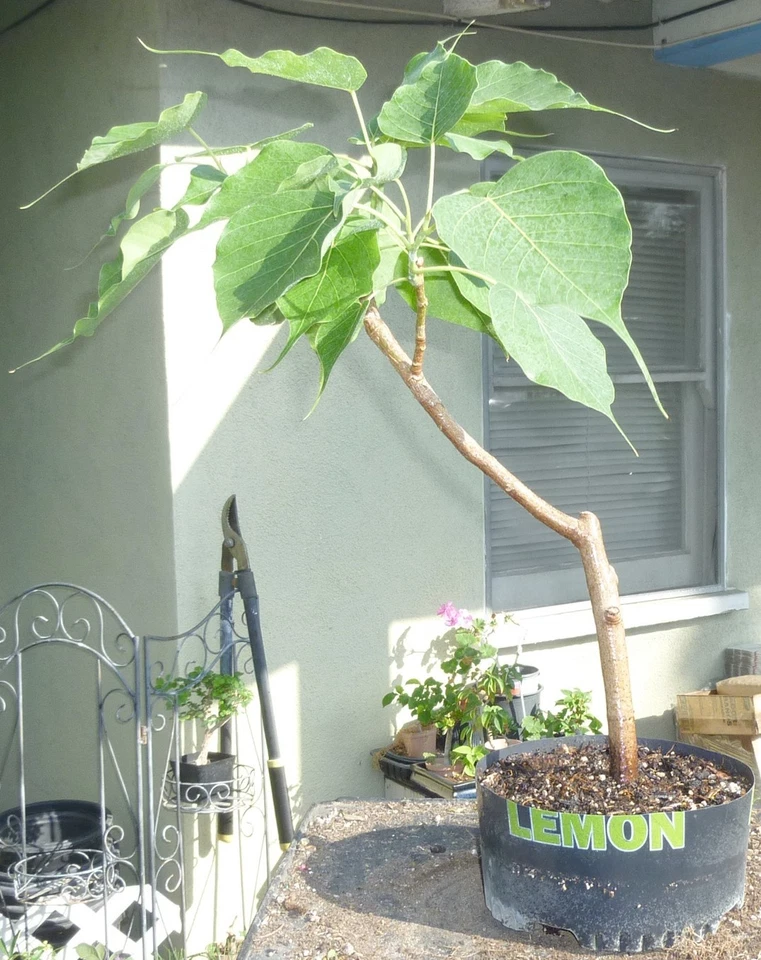 Sacred Fig Bodhi Tree Ficus Religiosa Pre Bonsai Dwarf Big Fat Trunk - Image 3 of 4