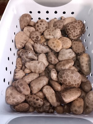 Genuine Michigan Petoskey Stone x1 Authentic Great Lakes Fossil Hexagonaria 