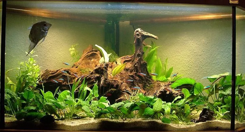 monster diameter gehandicapt Aquarium bois aquarium aquarium aquarium bois flotté décoration naturelle  racine MANGROVE M 20-30 cm 5060710691153 | eBay