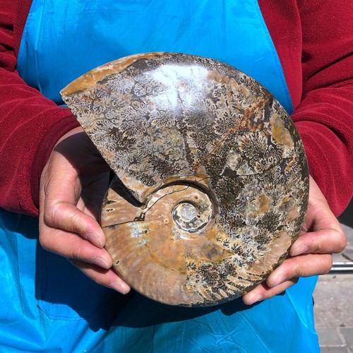 4.26LB Natural Large Beautiful Ammonite Fossil Conch Crystal Specimen Healing - Picture 14 of 15