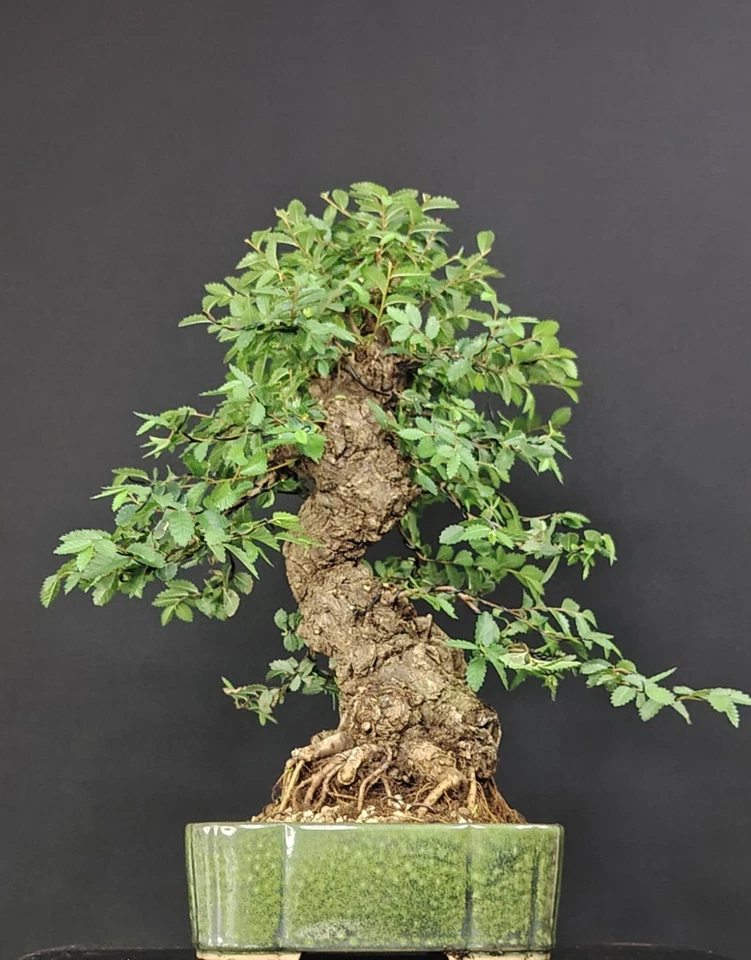 BONSAI Olmo Giapponese Japanese Elm, Ulmus Parvifolia, Japanulme, 45 cm 25 Yrs - Immagine 4 di 4