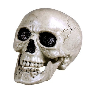 Schädel Maxilla mit beweglichem Gebiss - Größe ca. 17 x 15 cm