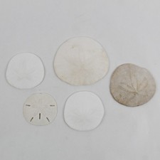 Lot of 5 Sand Dollars Natural Beach Decor Crafts 2" to 4"
