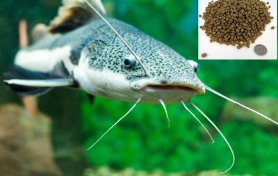 CZ Grain Premium Floating Fish Food Pellets | Pond or Lake Fish Food, Bring Fish