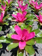 Bromeliad - Neoregelia Romance 6  pot - Live Plant