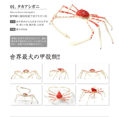 The Diversity of Life on Earth Crab 02 Figure Set of 4 Complete