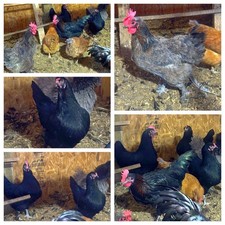 3 Easter Egger/Copper Maran Mix Chicken Hatching Eggs NPIP Certified 