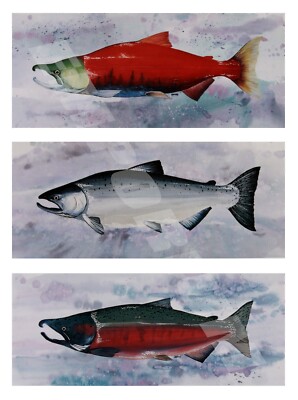 Sockeye , Chinook & Coho Salmon 3 Print Set by Cooper - Fishing