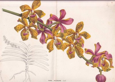 French Antique Botanical ''VANDA BATEMANNI'' Lithograph Print 1800s