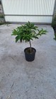Foto 7 di 8