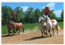 JUVIGNY Sous VAL D'ANDAINE Ferme du Cheval de Trait Show of Percherons