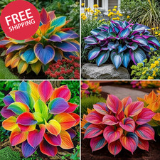 300 Rainbow Hosta Seeds Mixed Perennial Shade Plant Rare Color Foliage Garden