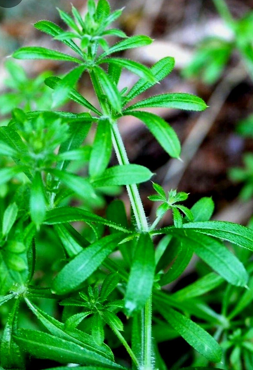 50++ Cleavers Herb SEEDS (Galium aparine) Heirloom Sticky Willie, Medicinal, USA eBay