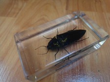 CLICK BEETLE TAXIDERMY GLASS BLOCK REAL LIFE BUGS INSECTS COLLECTION