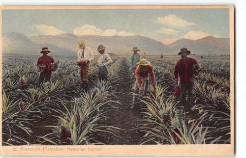 Pineapple Plantation~Island Curio Co #53 w/ USS Pennsylvania Hawaii Postcard -H7 - Picture 2 of 4