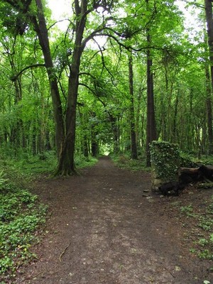Foto A2 Reste von Gated Drive\/Allee Ballyannan Wood Midleton Ballina c2012