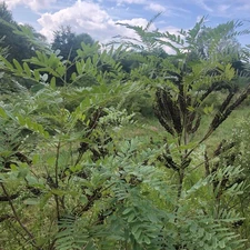 400 False Indigo SEEDS Amorpha fruticosa, nitrogen fixer