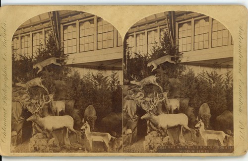 Mrs Maxwell Rocky Mtn Museum Centennial Exposition 1876 Philadelphia Stereoview - Picture 2 of 4
