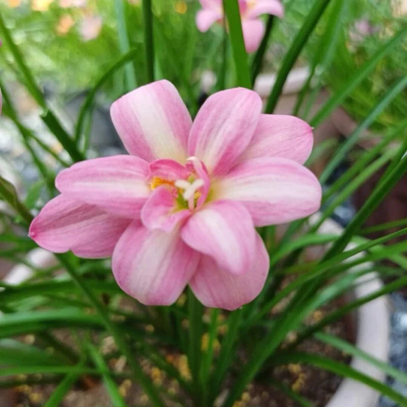 1 bulb AUTHENTIC Rain Lily Zephyranthes 70-150mm size (130 varieties) - Image 4 of 4