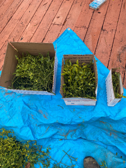 Mistletoe-cut to order-fresh! Lots of berries!50+ healthy sprigs in a medium box