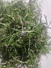 1 Pound Fresh Rosemary Seasoning Spice Tinctu...