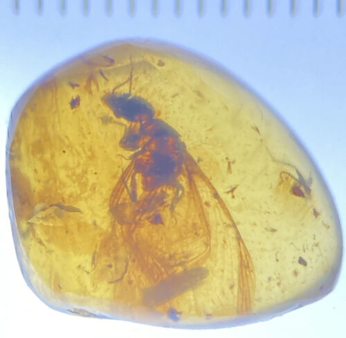 Large Winged Termite, Fossil In Genuine Burmite Amber, Dates 98MYO - Picture 3 of 3