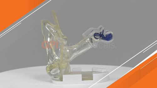 Ear CLEAR GPI Anatomical Model wKey Card LFA #2251. Make Us an Offer! SEE VIDEO - Video 1 of 1
