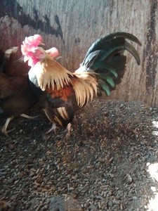 10+  golden bbred duckwing old english bantam Hatching Eggs