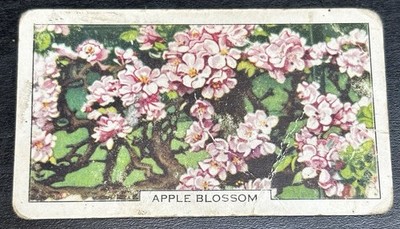 Gallaher Zigarettenkarte - Gartenblumen, 1938 - Nr. 5, Apfelblüte