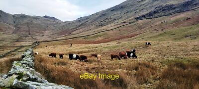 Photo 6x4 Highland Cattle and Belties in Scandale Bottom Rydal  c2022