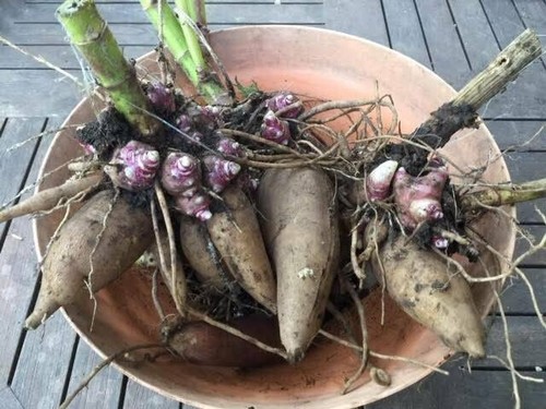 2 YACON (Ground Apple)  plants ready for big pots or ground - Picture 1 of 11