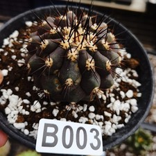 Copiapoa cinerea  -Ariocarpus /Astrophytum myriostigma /gardening supplies