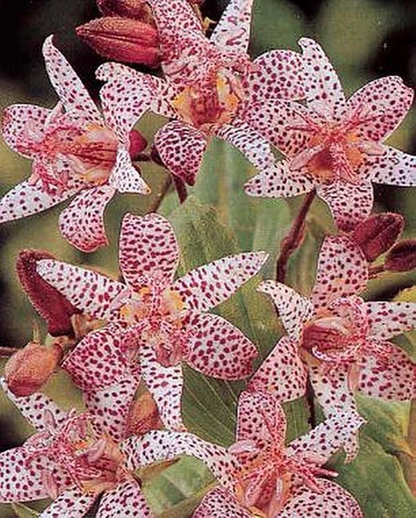 Japanese Toad Lily (Tricyrtis hirta) 14 Tricyrtis Toad Lily Hirta Perennial Seeds