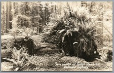 RPPC Postcard Redwood Highway Fern Grown on Fallen Monarch Tree California Zan