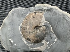 Pseudolioceras sp. Jurassic Fossil Ammonite Whitby, Yorkshire Coast, England